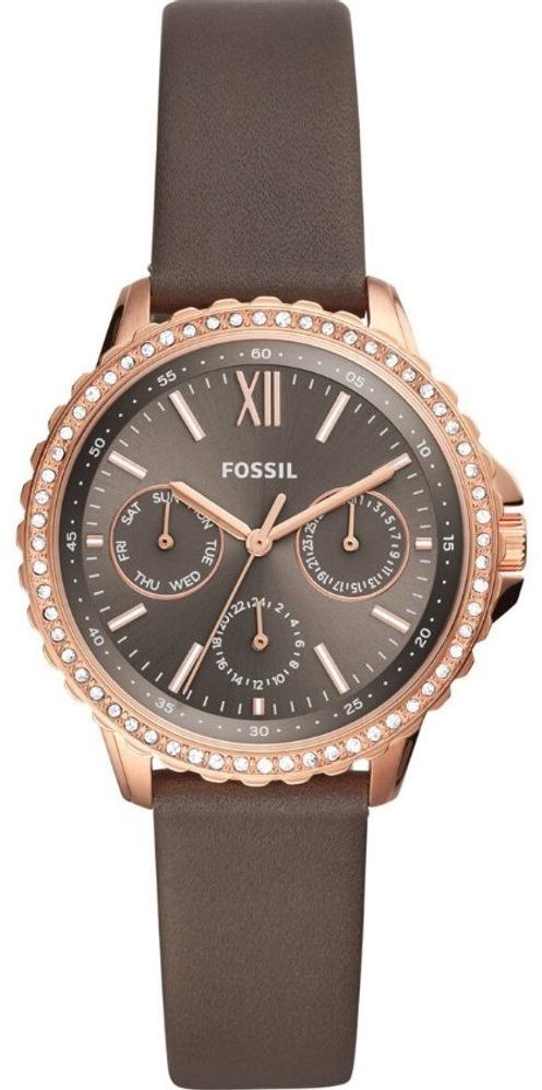 Fossil Izzy